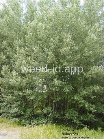 poplar, white